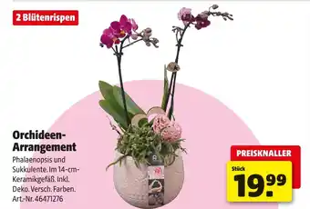Hagebau Orchideen-arrangement Angebot