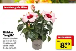 Hagebau Hibisqs hibiskus 'longlife' Angebot