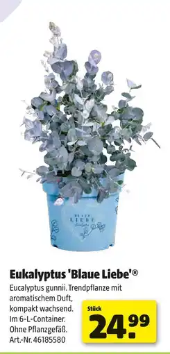 Hagebau Eukalyptus 'blaue liebe' Angebot