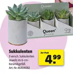 Hagebau Queen sukkulenten Angebot