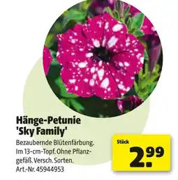 Hagebau Hänge-petunie 'sky family' Angebot