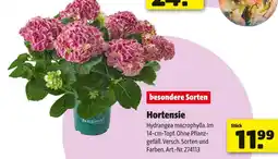 Hagebau Hortensie Angebot