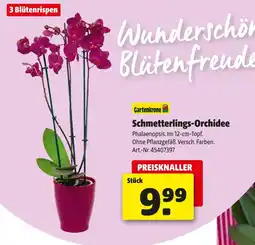 Hagebau Gartenkrone schmetterlings-orchidee Angebot