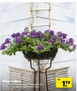 Hagebau Hänge-verbene Angebot