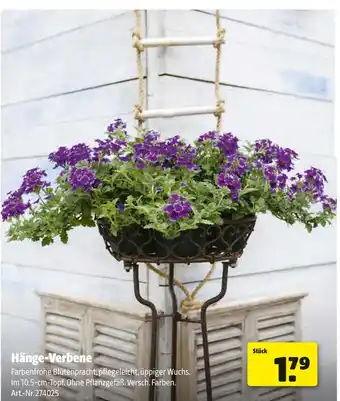 Hagebau Hänge-verbene Angebot