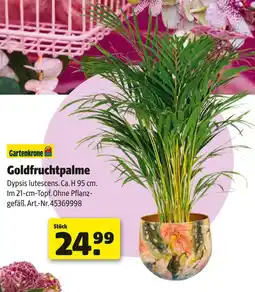 Hagebau Gartenkrone goldfruchtpalme Angebot