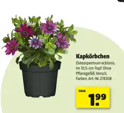 Hagebau Kapkörbchen Angebot