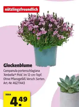 Hagebau Nützlingsfreundlich glockenblume Angebot