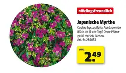 Hagebau Japanische myrthe Angebot