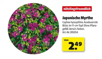 Hagebau Japanische myrthe Angebot