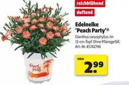 Hagebau Edelnelke 'peach party' Angebot