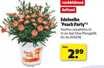 Hagebau Edelnelke 'peach party' Angebot