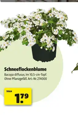 Hagebau Schneeflockenblume Angebot