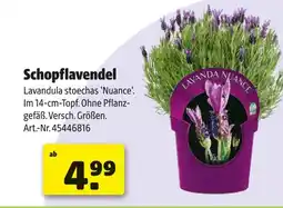 Hagebau Schopflavendel Angebot