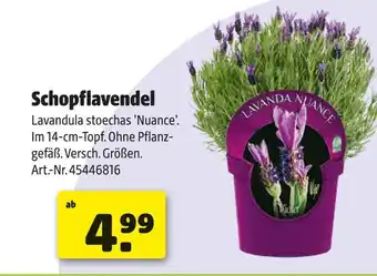 Hagebau Schopflavendel Angebot