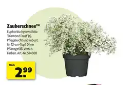 Hagebau Zauberschnee euphorbia hypericifolia 'diamond frost'(s) Angebot
