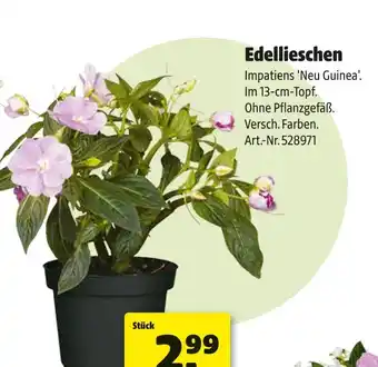 Hagebau Edellieschen Angebot
