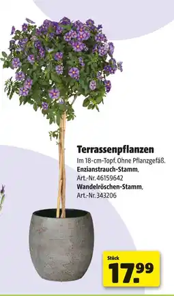 Hagebau Enzianstrauch-stamm oder wandelröschen-stamm Angebot