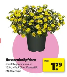 Hagebau Husarenknöpfchen Angebot