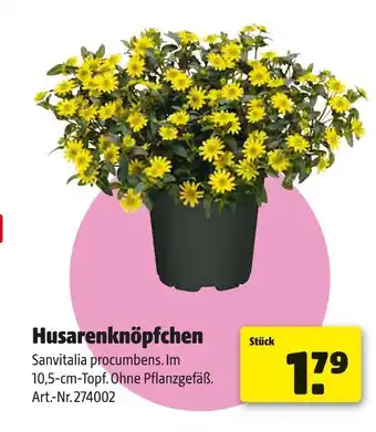 Hagebau Husarenknöpfchen Angebot