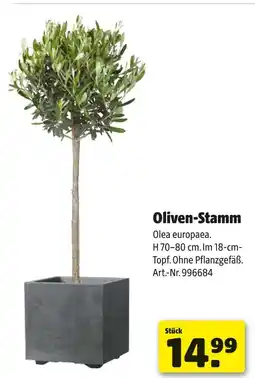 Hagebau Oliven-stamm Angebot
