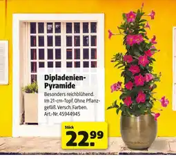 Hagebau Dipladenien-pyramide Angebot