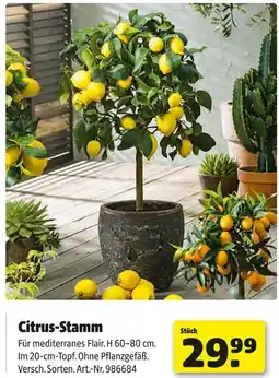 Hagebau Citrus-stamm Angebot