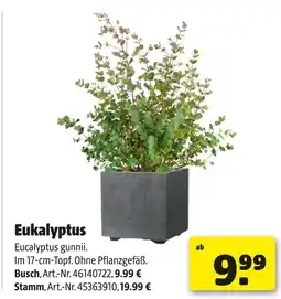 Hagebau Eukalyptus Angebot
