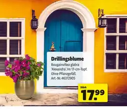 Hagebau Drillingsblume Angebot