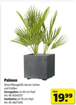 Hagebau Palmen Angebot