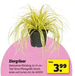 Hagebau Ziergräser Angebot
