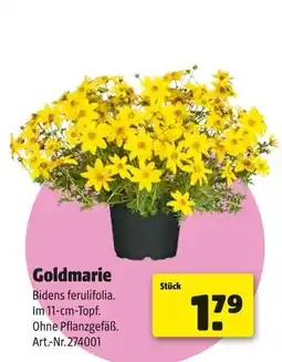 Hagebau Goldmarie Angebot