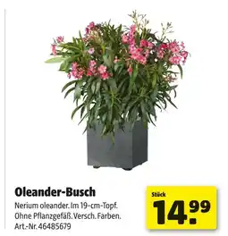 Hagebau Oleander-busch Angebot