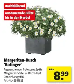 Hagebau Margeriten-busch 'bofinger' Angebot