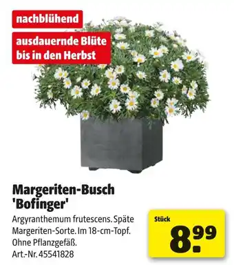 Hagebau Margeriten-busch 'bofinger' Angebot