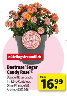 Hagebau Nützlingsfreundlich beetrose 'sugar candy rose' Angebot
