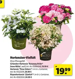Hagebau Runaway bride, three sisters, switch hortensien-vielfalt Angebot