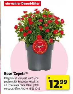 Hagebau Zepeti rose Angebot