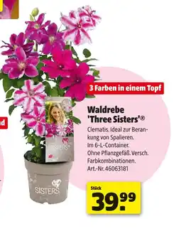 Hagebau Waldrebe 'three sisters' Angebot