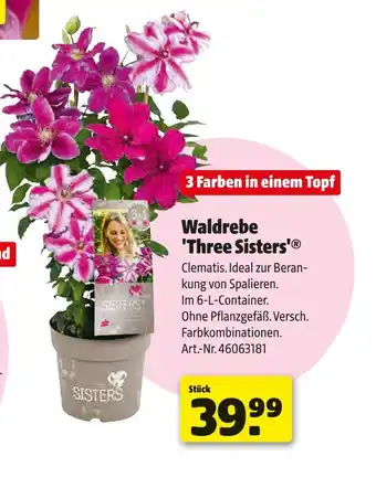 Hagebau Waldrebe 'three sisters' Angebot
