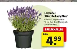 Hagebau Lavendel 'hidcote lady blue' Angebot