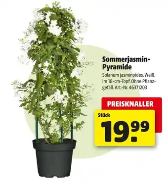 Hagebau Sommerjasmin-pyramide Angebot