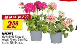 toom Baumarkt Geranie Angebot