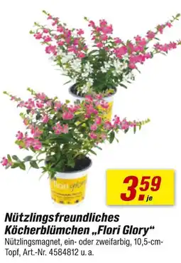 toom Baumarkt Flori glory nützlingsfreundliches köcherblümchen Angebot