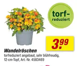 toom Baumarkt Wandelröschen Angebot