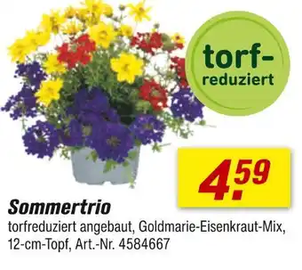toom Baumarkt Sommertrio Angebot