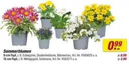 toom Baumarkt Sommerblumen Angebot