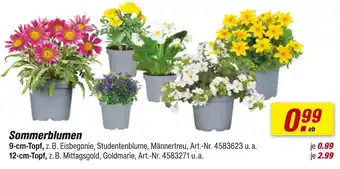 toom Baumarkt Sommerblumen Angebot