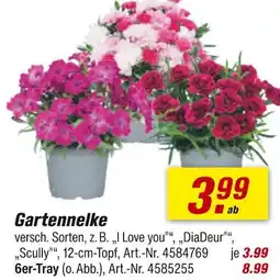 toom Baumarkt Gartennelke Angebot