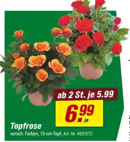 toom Baumarkt Topfrose Angebot